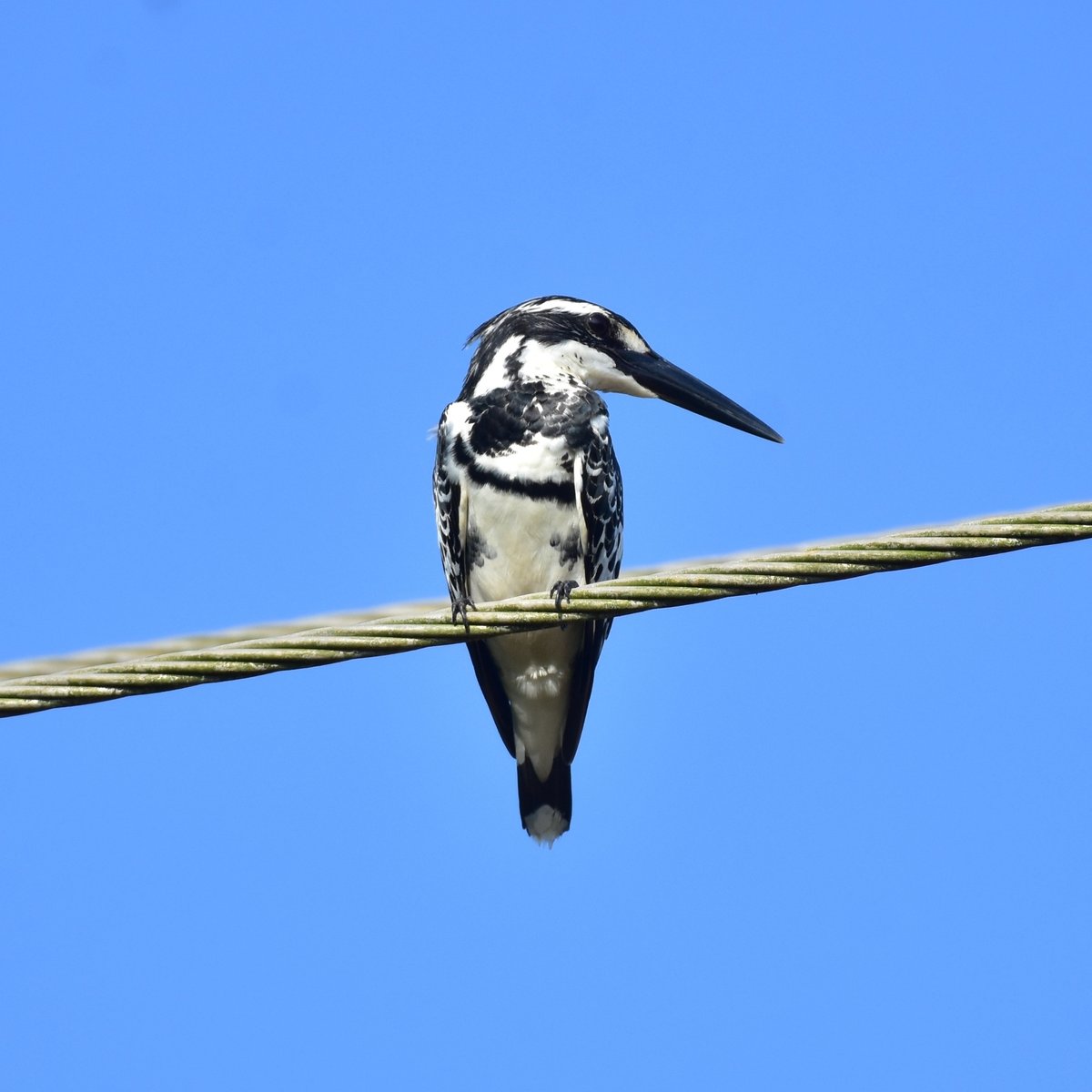 Pied Kingfisher (Ceryle rudis)