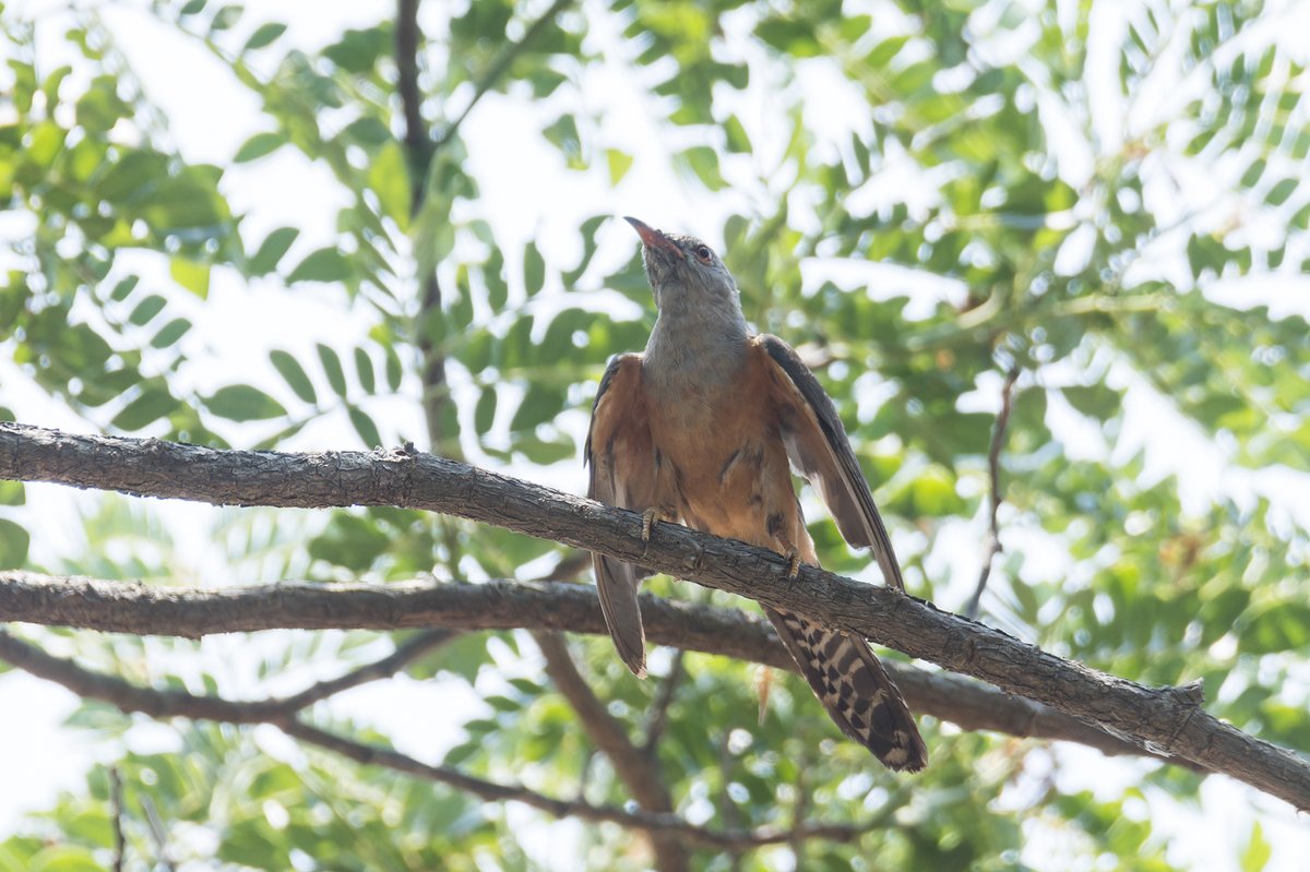 Plaintive Cuckoo (Cacomantis merulinus)