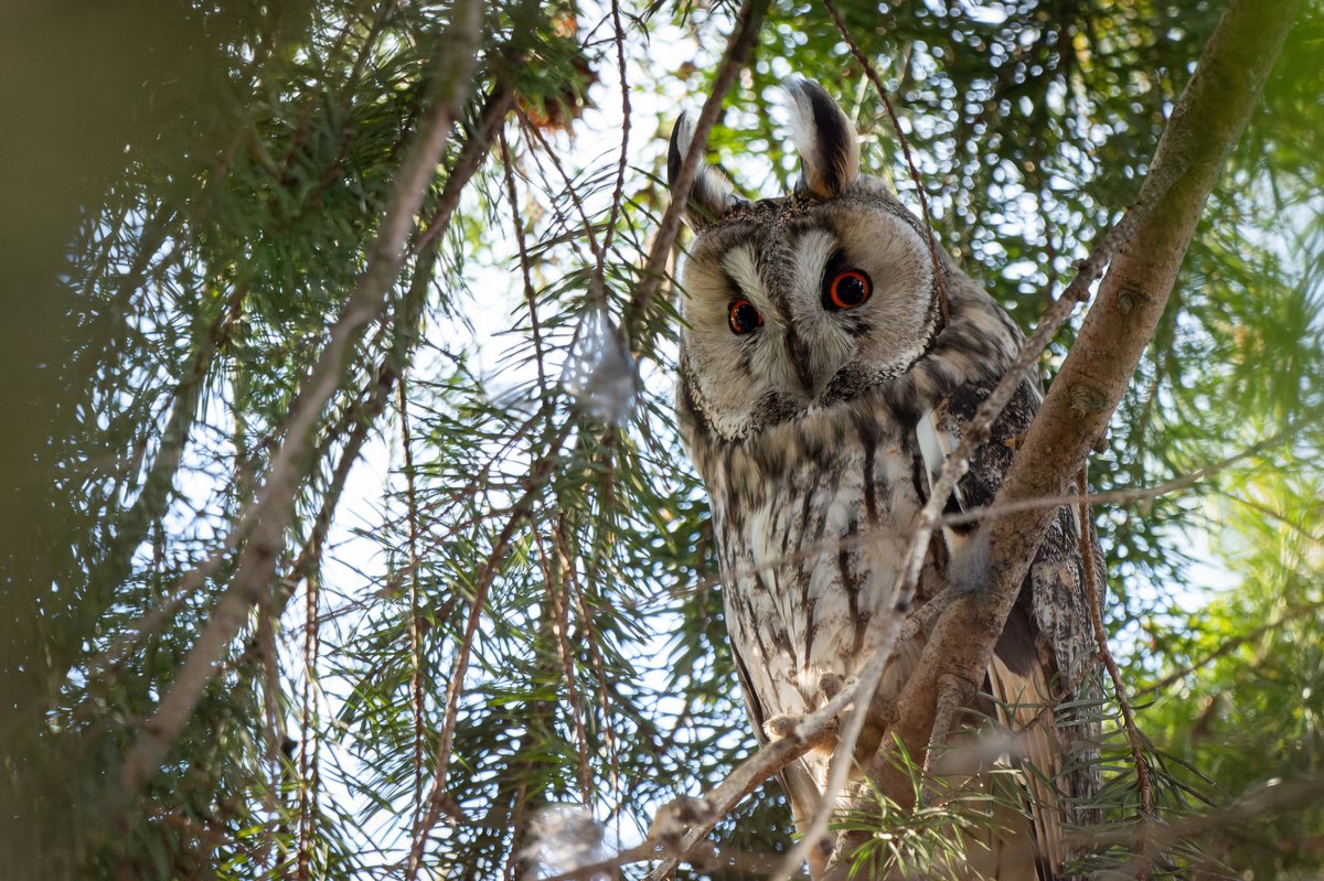 Long-eared Owl (Asio otus)