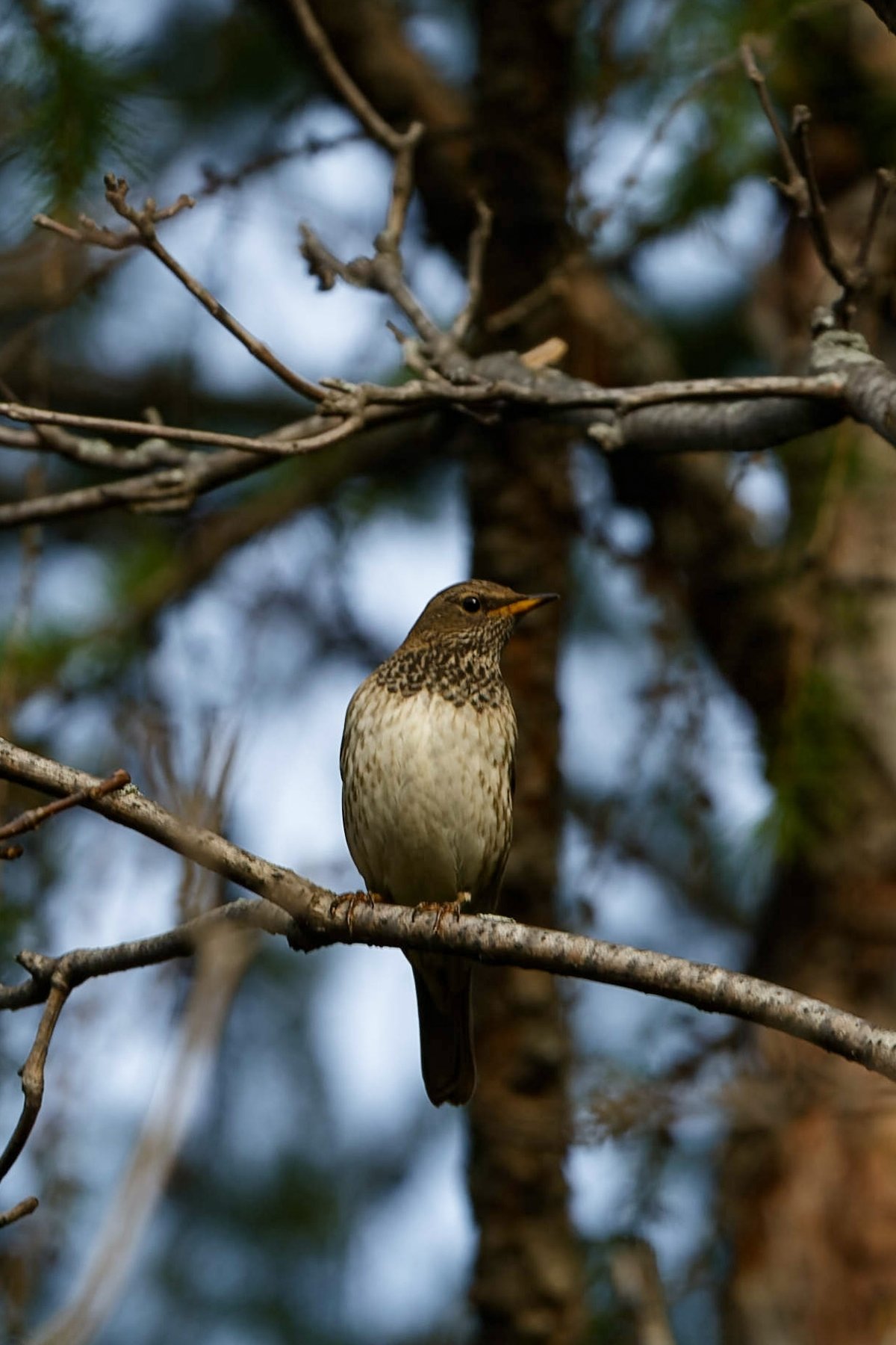黑喉鸫 (Turdus atrogularis)