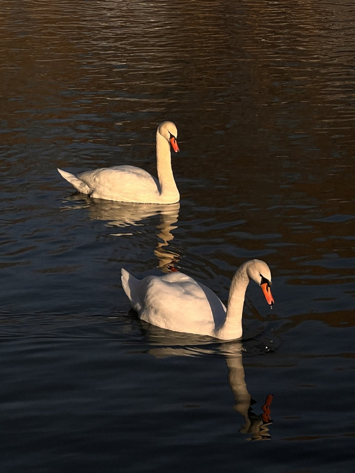 Mute Swan (Cygnus olor)