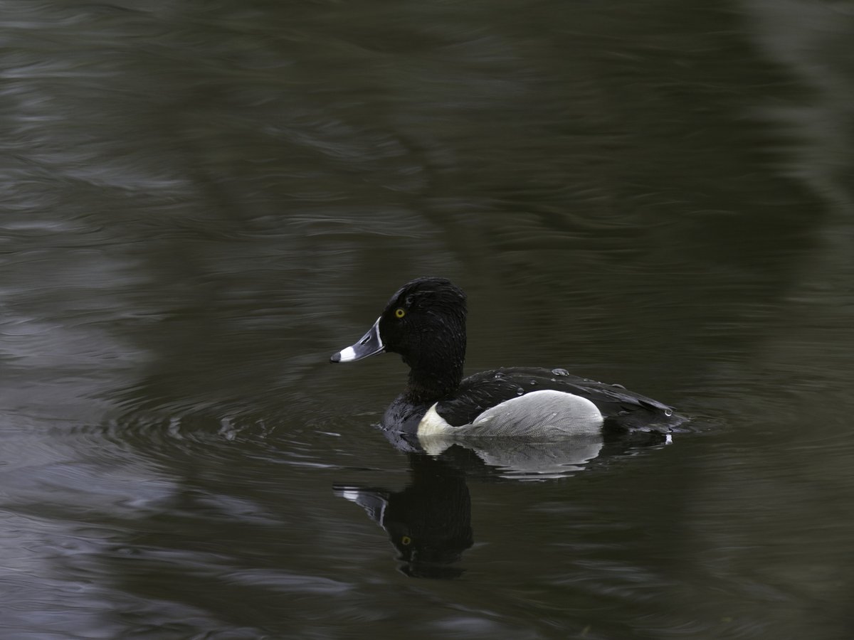 Ring-necked Duck (Aythya collaris)