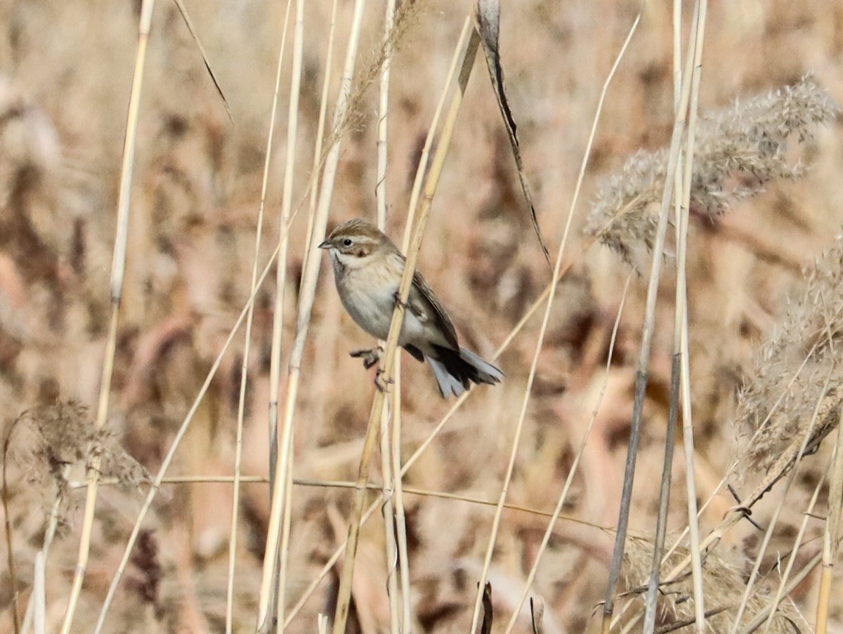苇鹀 (Emberiza pallasi)