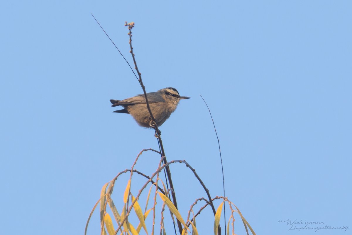 Chinese Nuthatch (Sitta villosa)