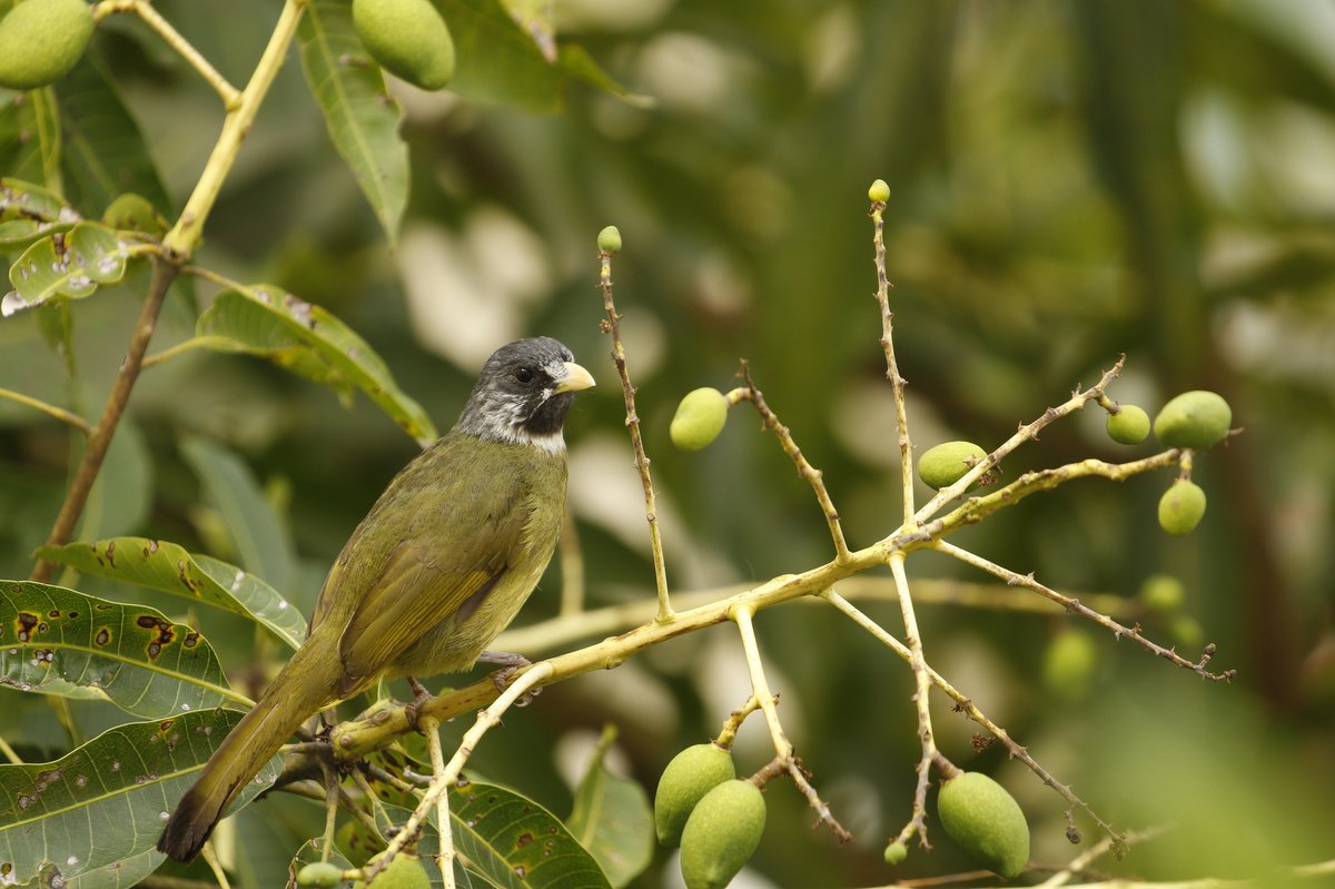 Collared Finchbill (Spizixos semitorques)