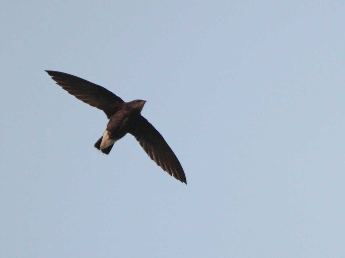 Silver-backed Needletail (Hirundapus cochinchinensis)