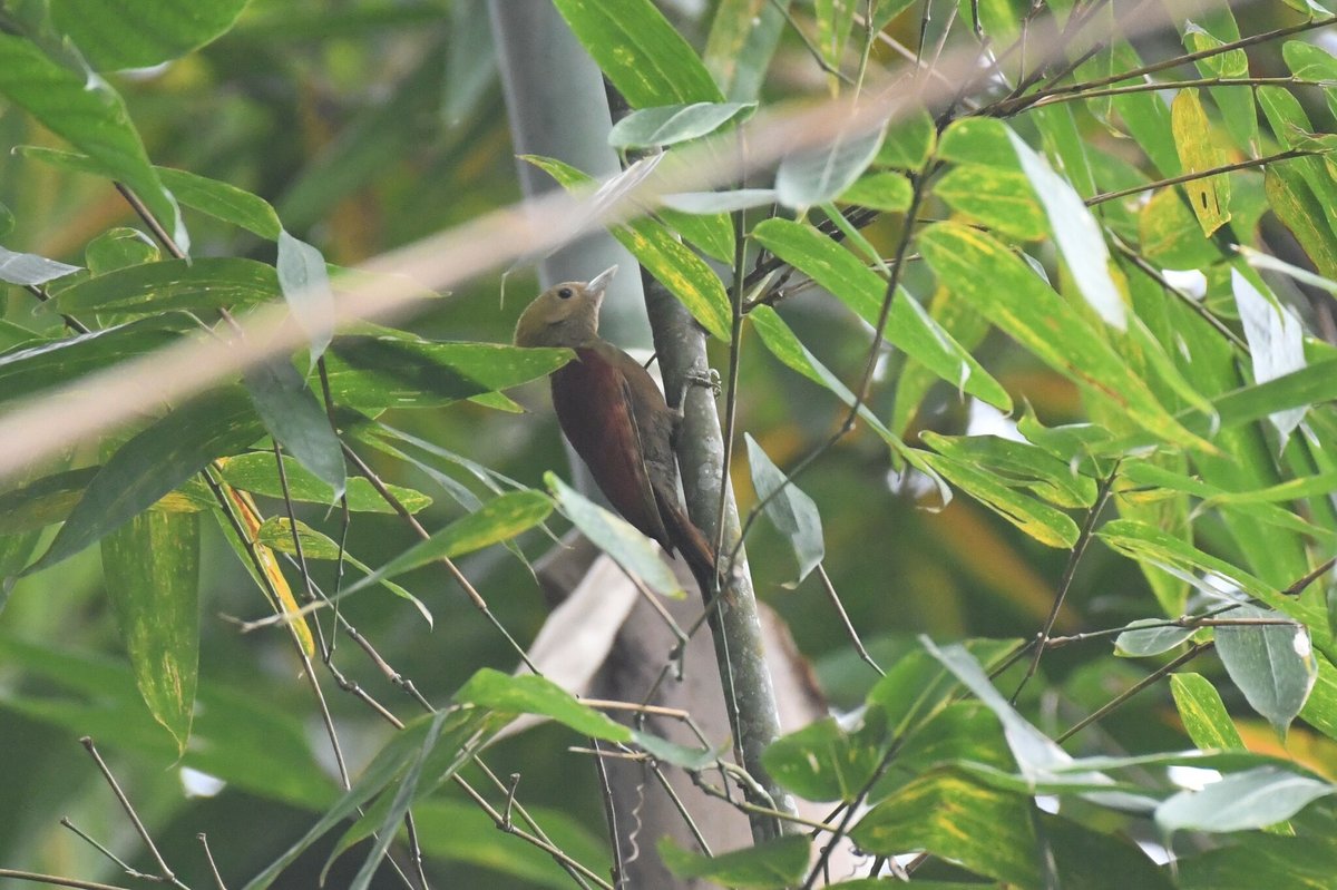 竹啄木鸟 (Gecinulus grantia)