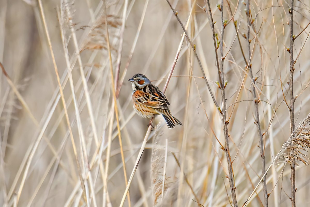 Chestnut-eared Bunting (Emberiza fucata)