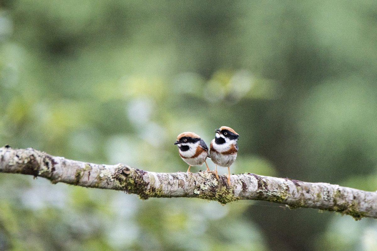 Black-throated Bushtit (Aegithalos concinnus)