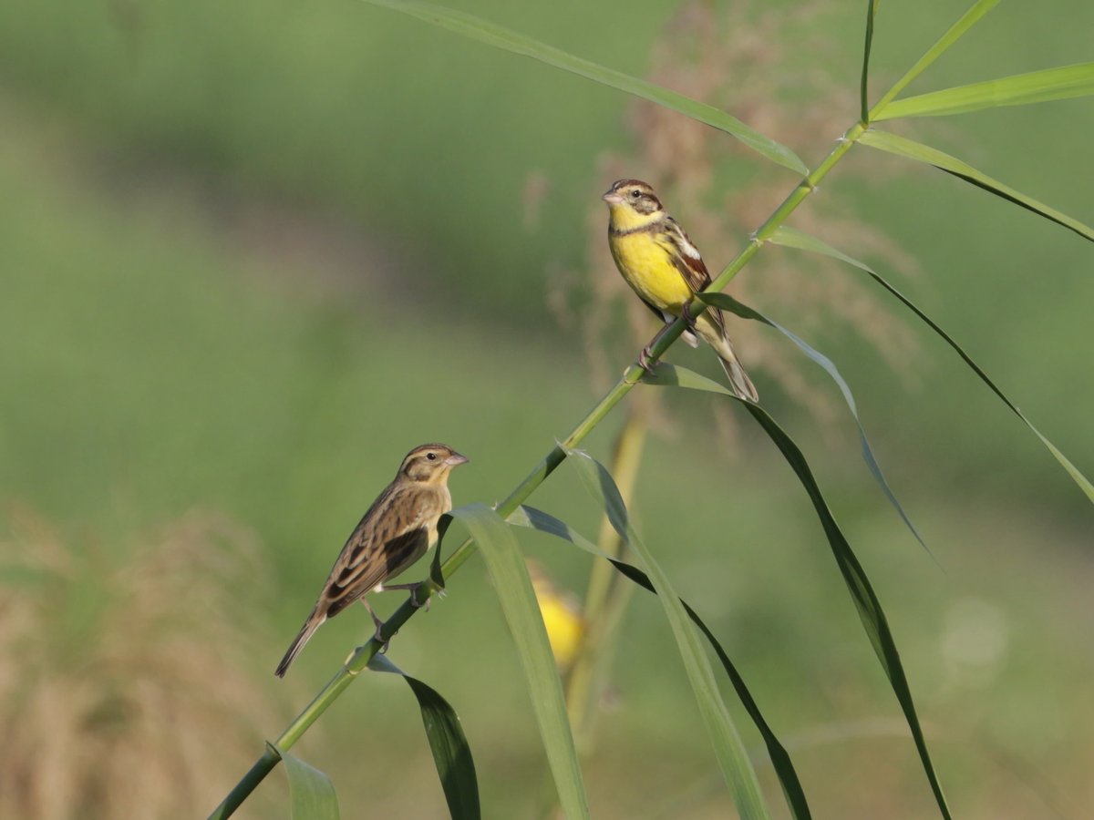 Yellow-breasted Bunting (Emberiza aureola)