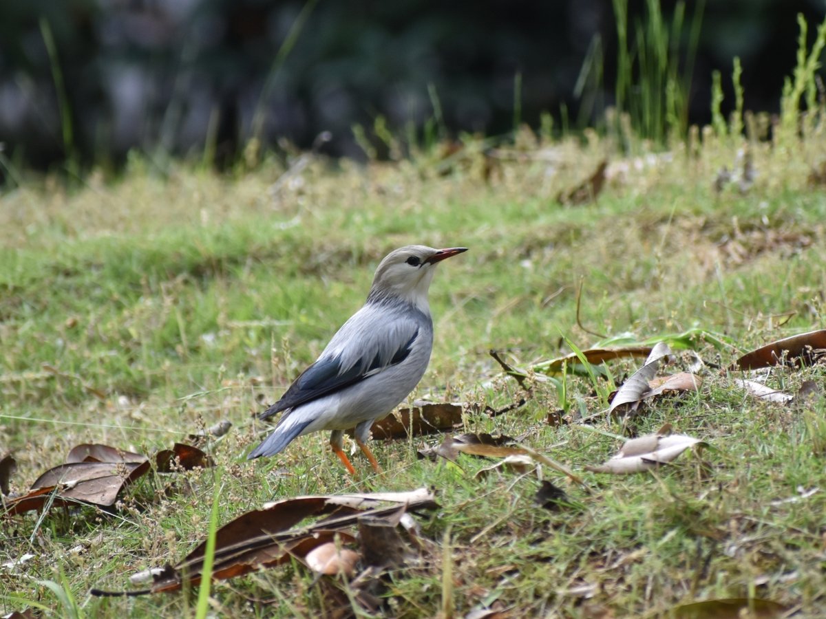 Red-billed Starling (Spodiopsar sericeus)