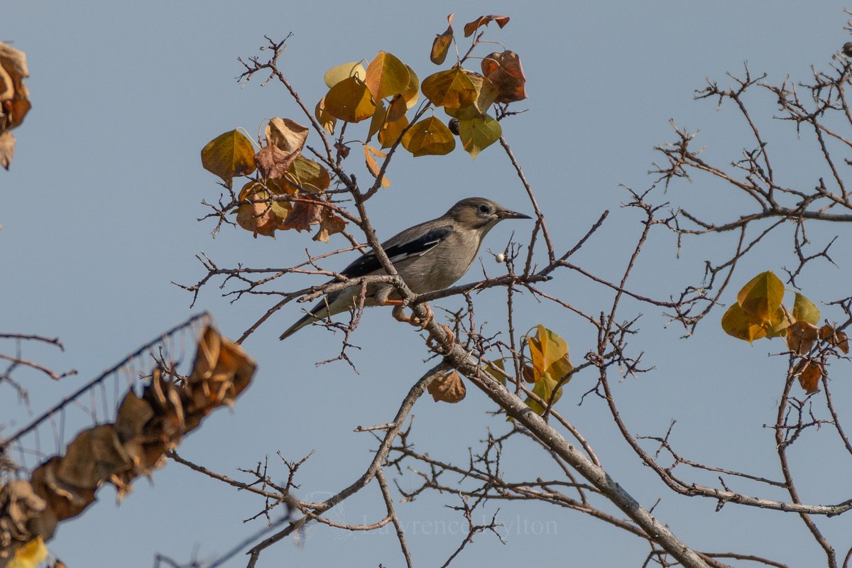 Red-billed Starling (Spodiopsar sericeus)