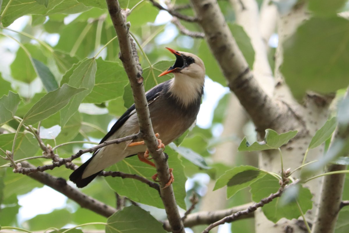 Red-billed Starling (Spodiopsar sericeus)