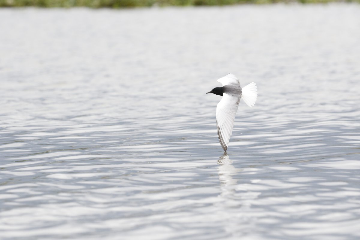 White-winged Tern (Chlidonias leucopterus)