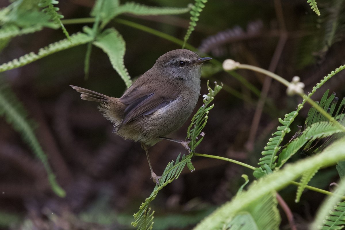 异色树莺 (Horornis flavolivaceus)