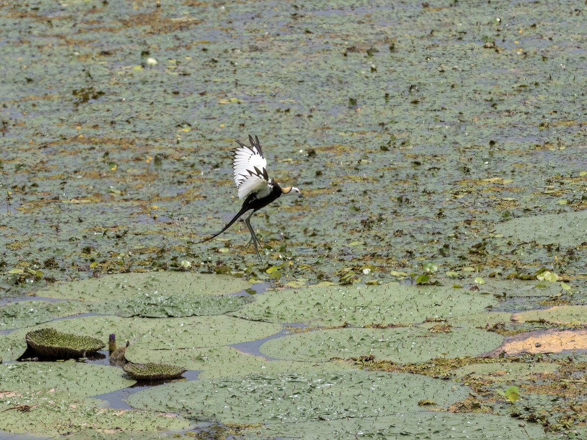 水雉 (Hydrophasianus chirurgus)