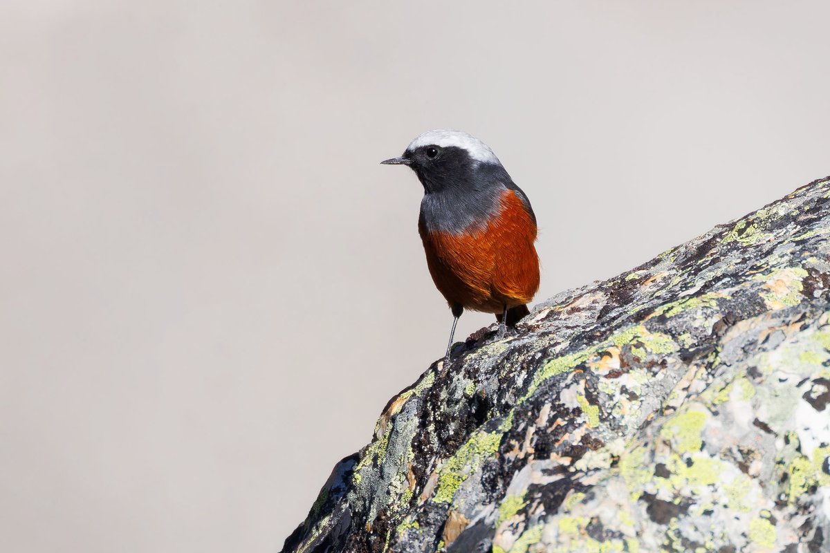 红腹红尾鸲 (Phoenicurus erythrogastrus)