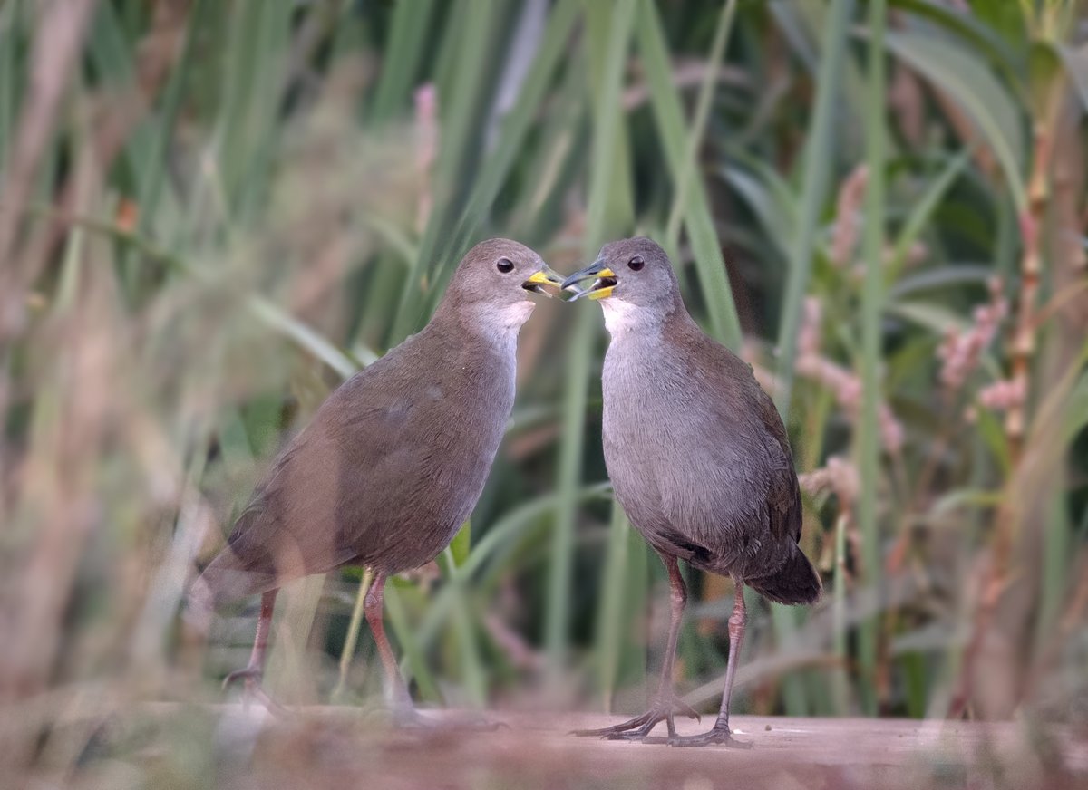 Brown Crake (Zapornia akool)