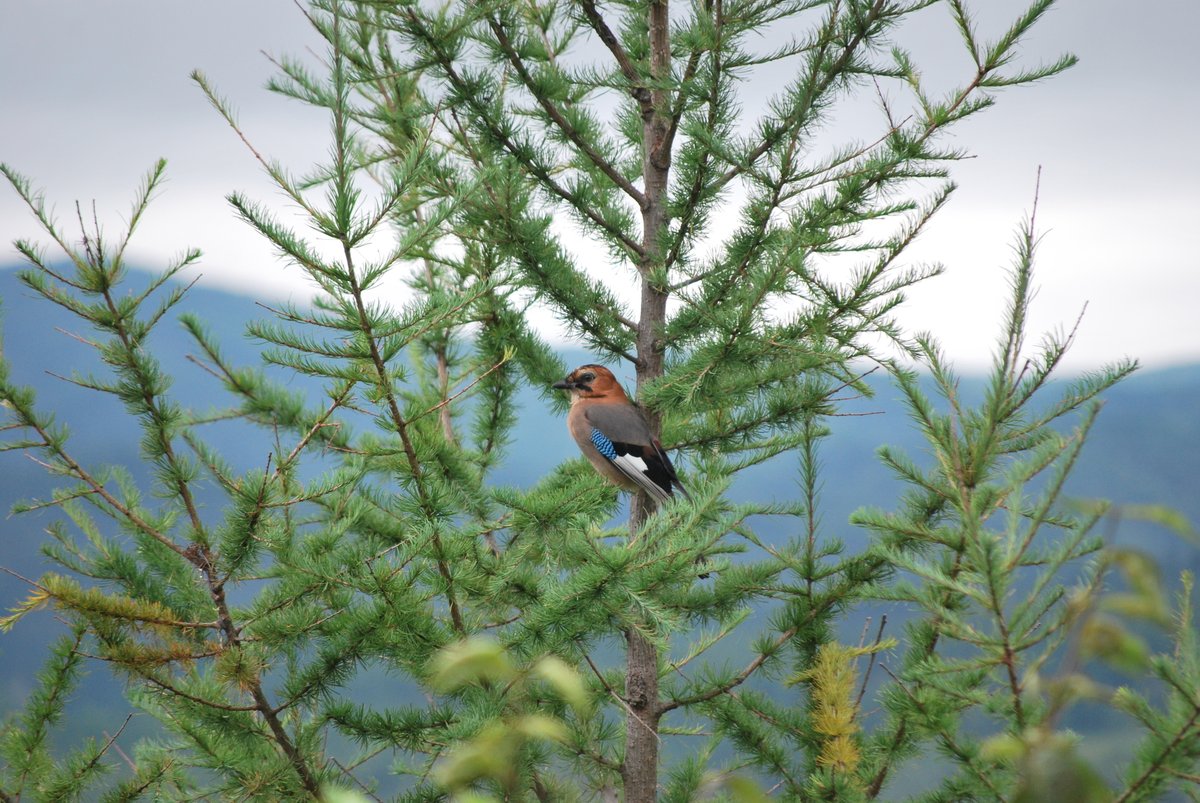 松鸦 (Garrulus glandarius)