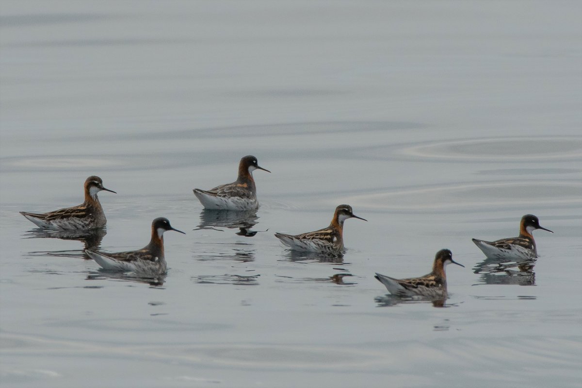 Red-necked Phalarope (Phalaropus lobatus)
