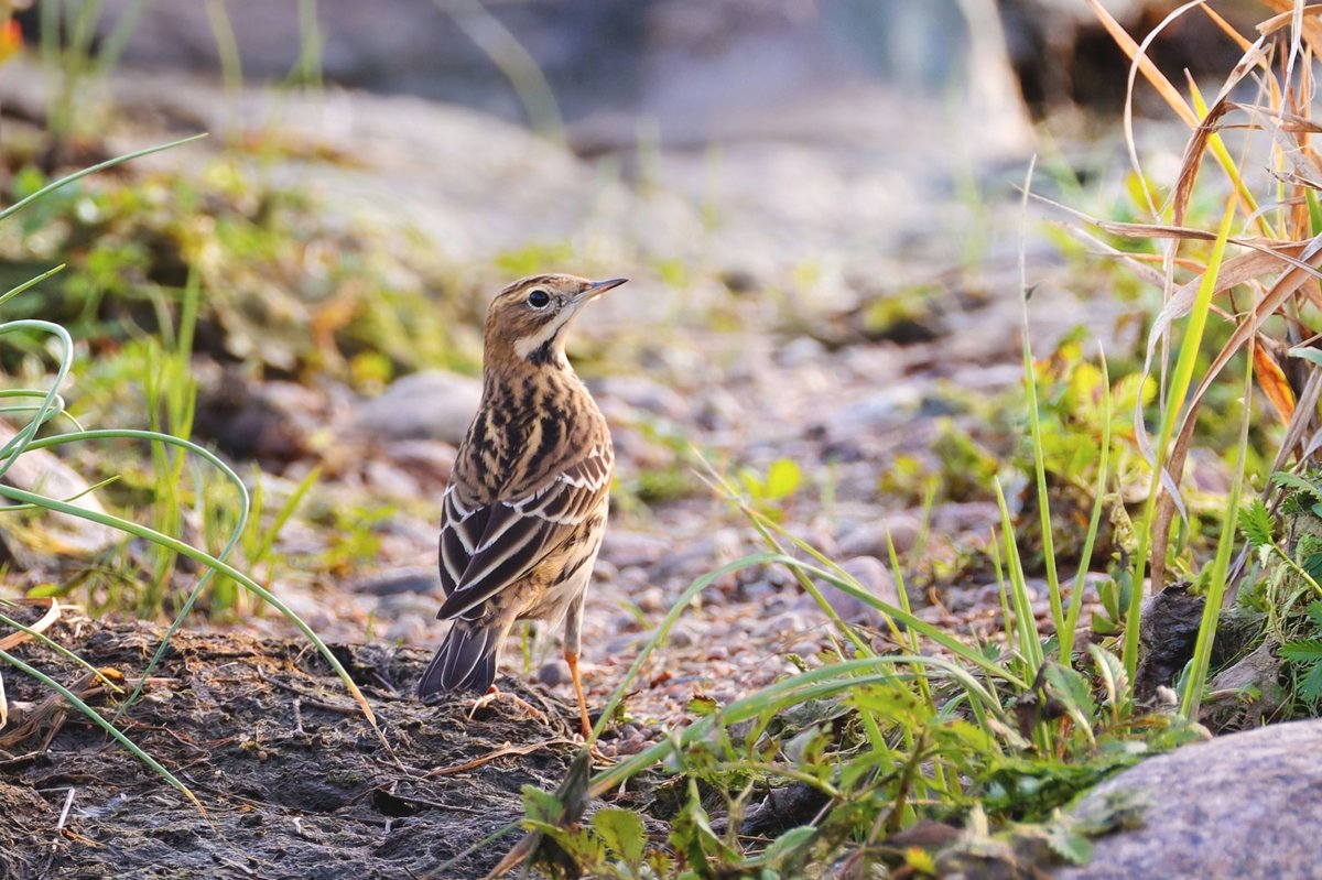 Red-throated Pipit (Anthus cervinus)