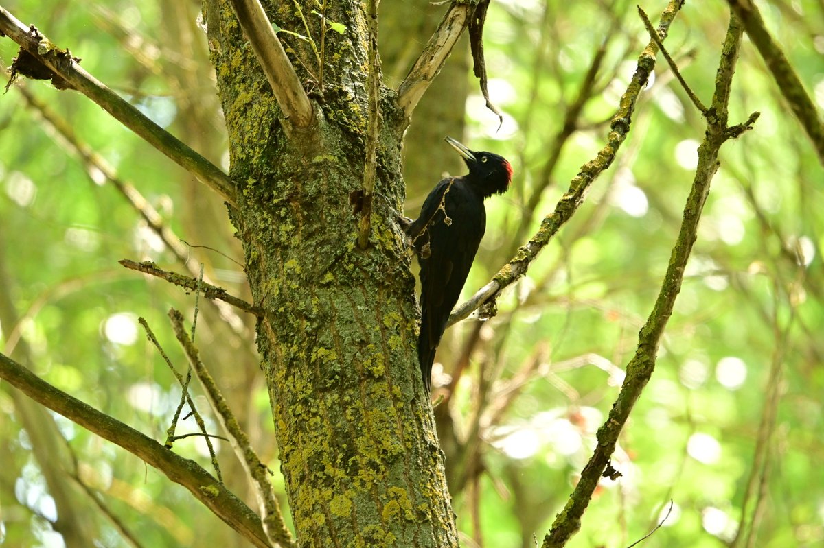Black Woodpecker (Dryocopus martius)