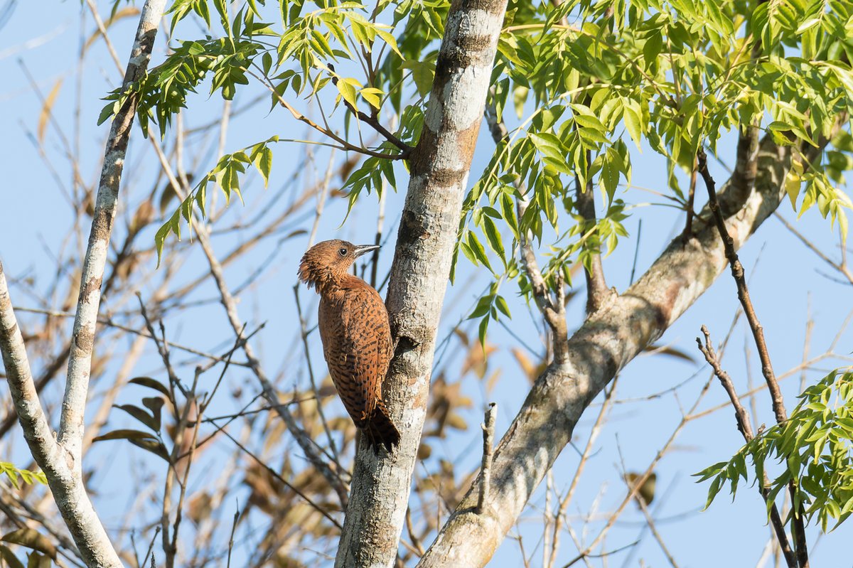 栗啄木鸟 (Micropternus brachyurus)