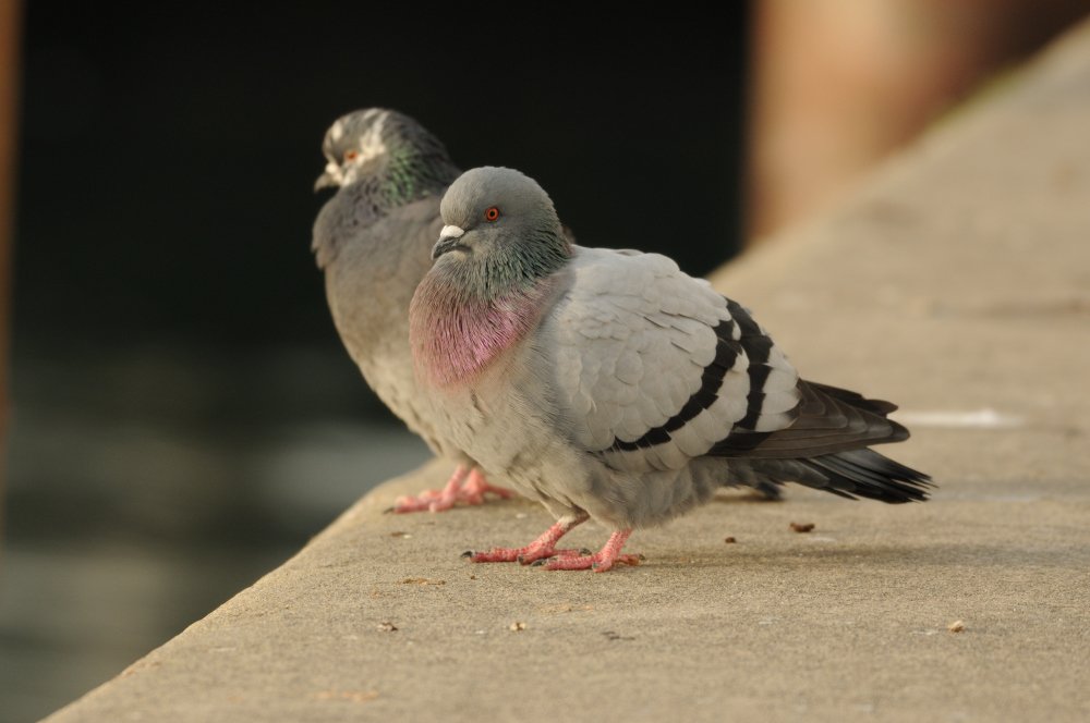 Rock Dove (Columba livia)