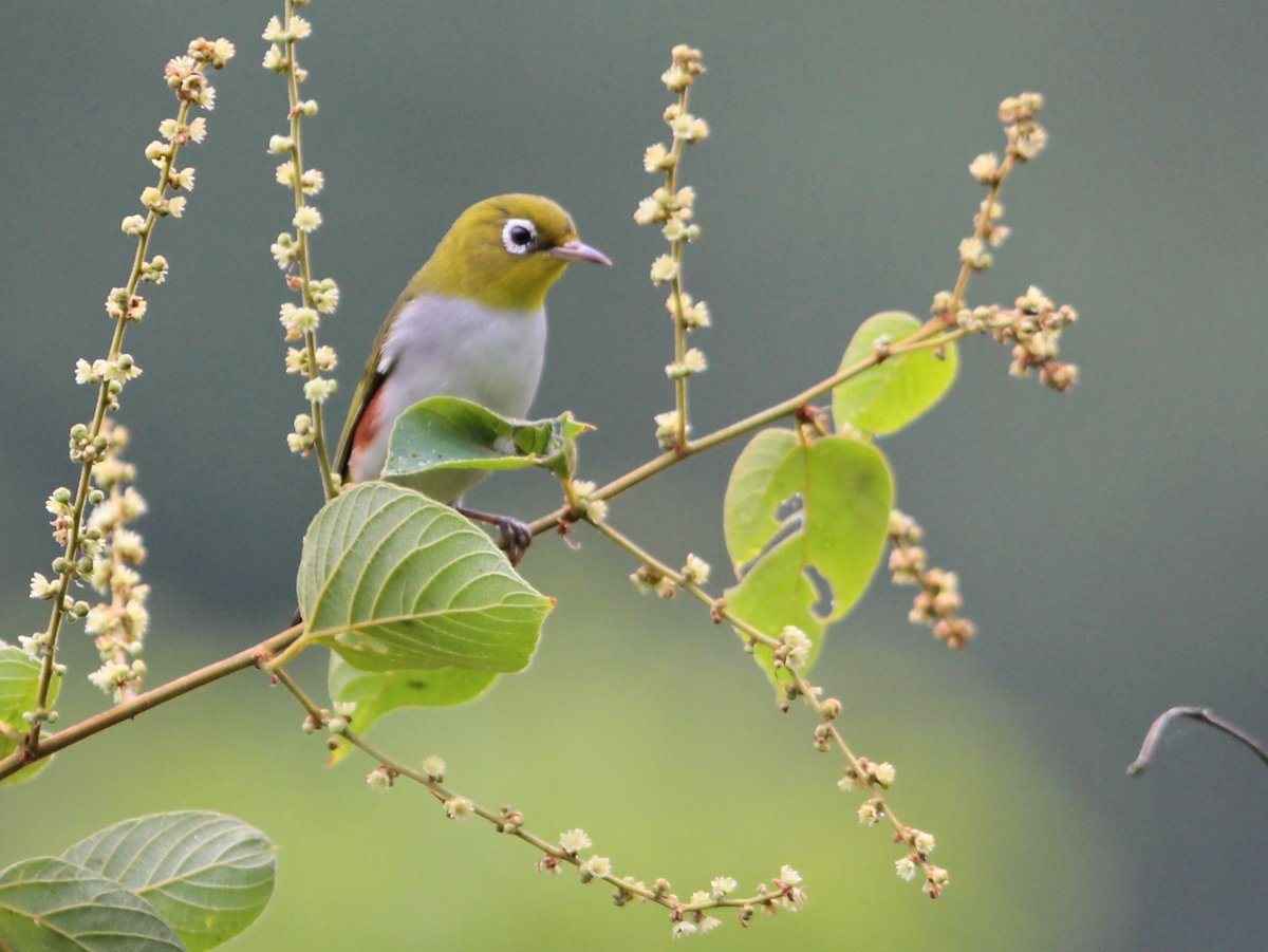 Chestnut-flanked White-eye (Zosterops erythropleurus)