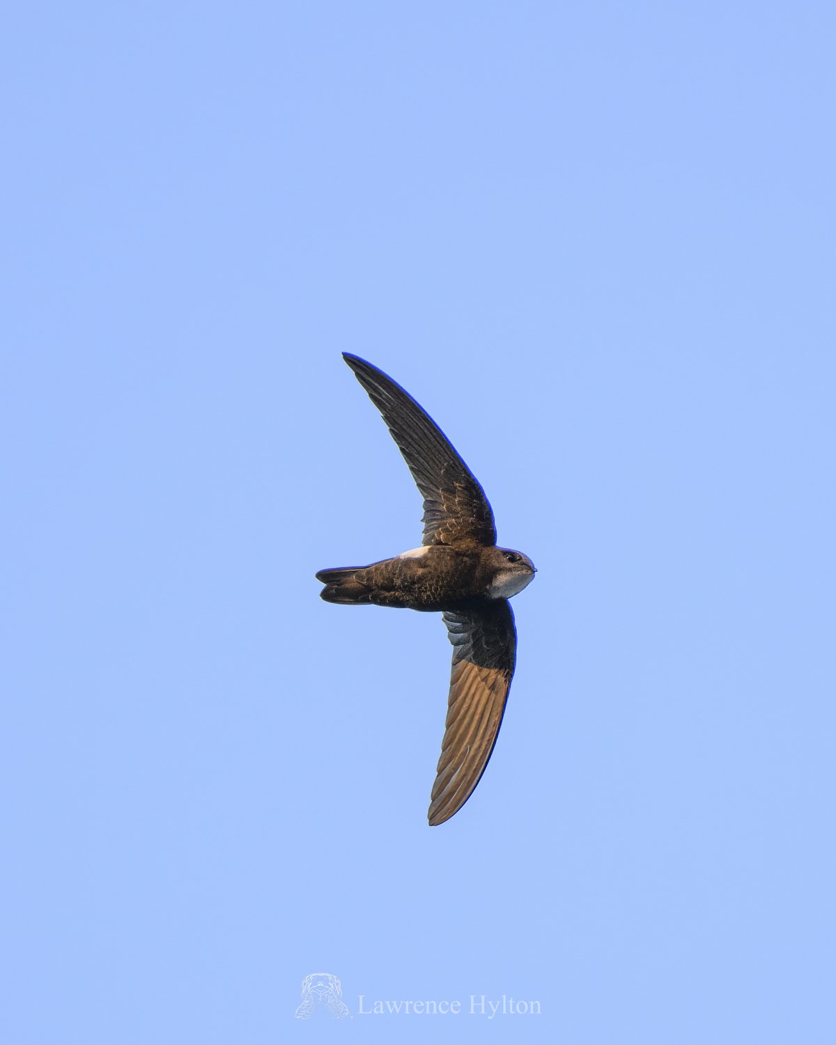 小白腰雨燕 (Apus nipalensis)