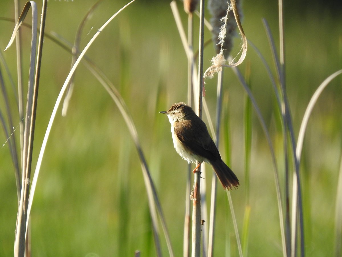 Paddyfield Warbler (Acrocephalus agricola)
