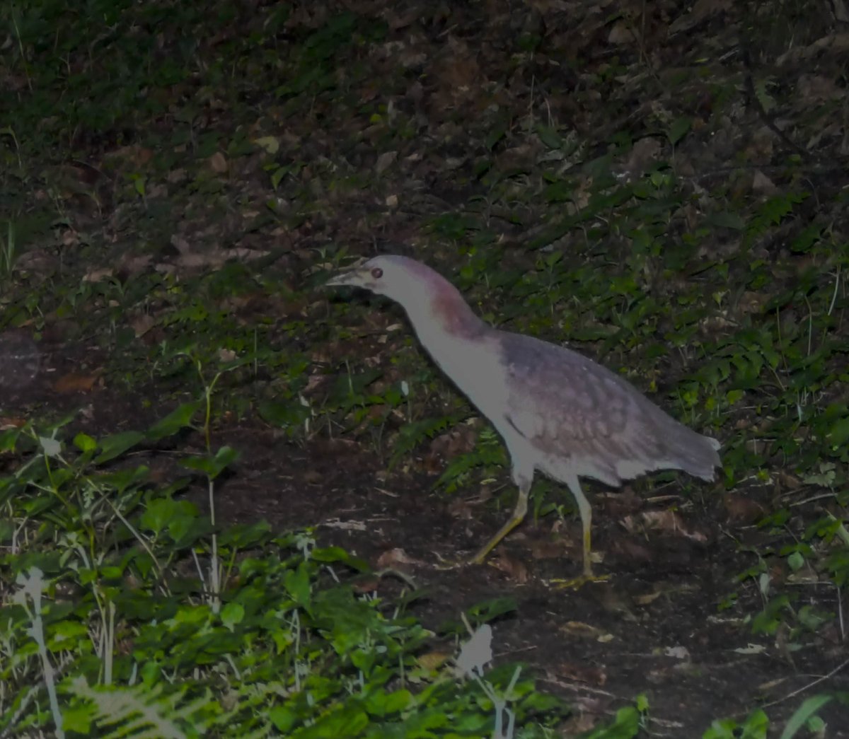 Japanese Night Heron (Gorsachius goisagi)