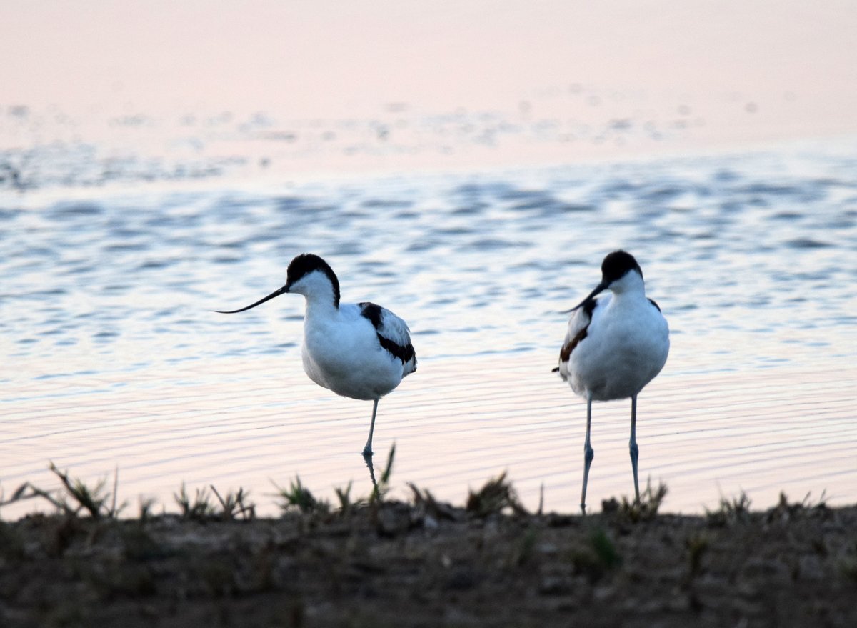 Pied Avocet (Recurvirostra avosetta)