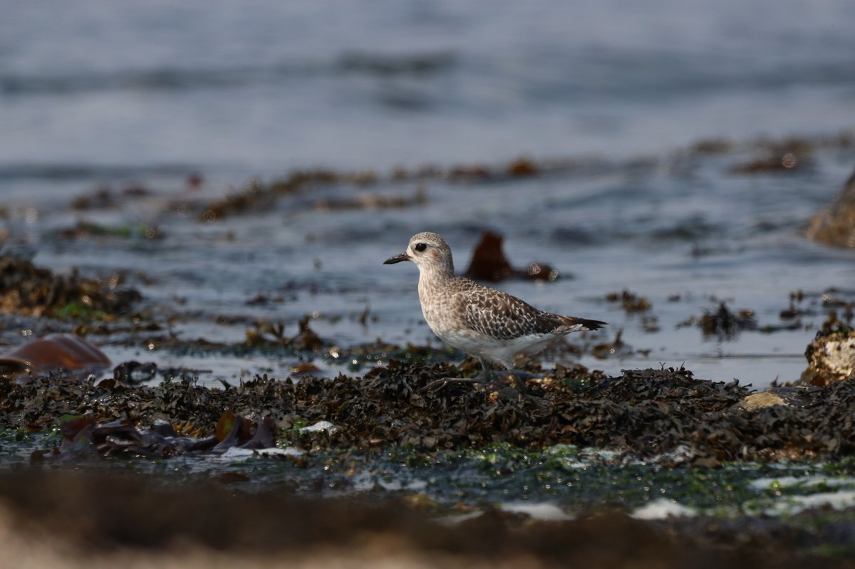 灰鸻 (Pluvialis squatarola)