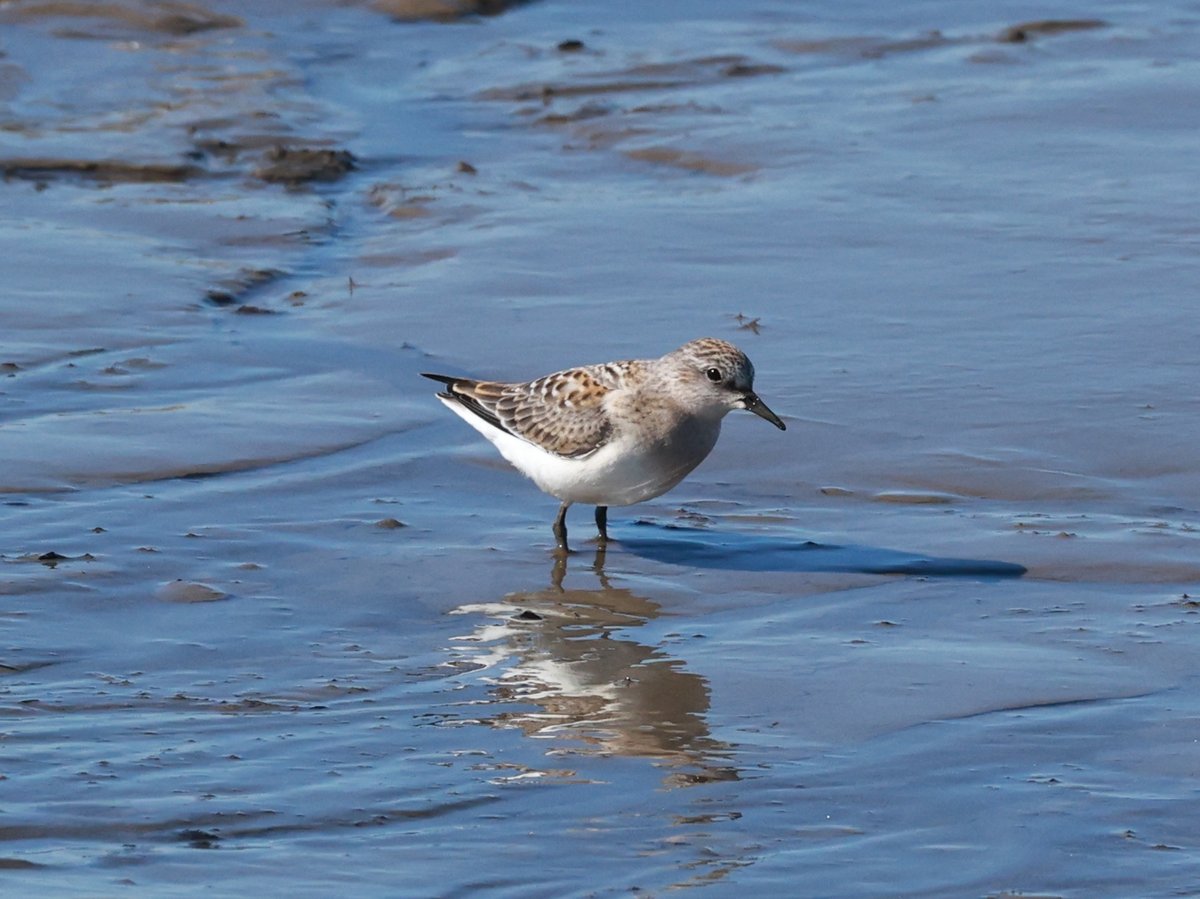 红颈滨鹬 (Calidris ruficollis)