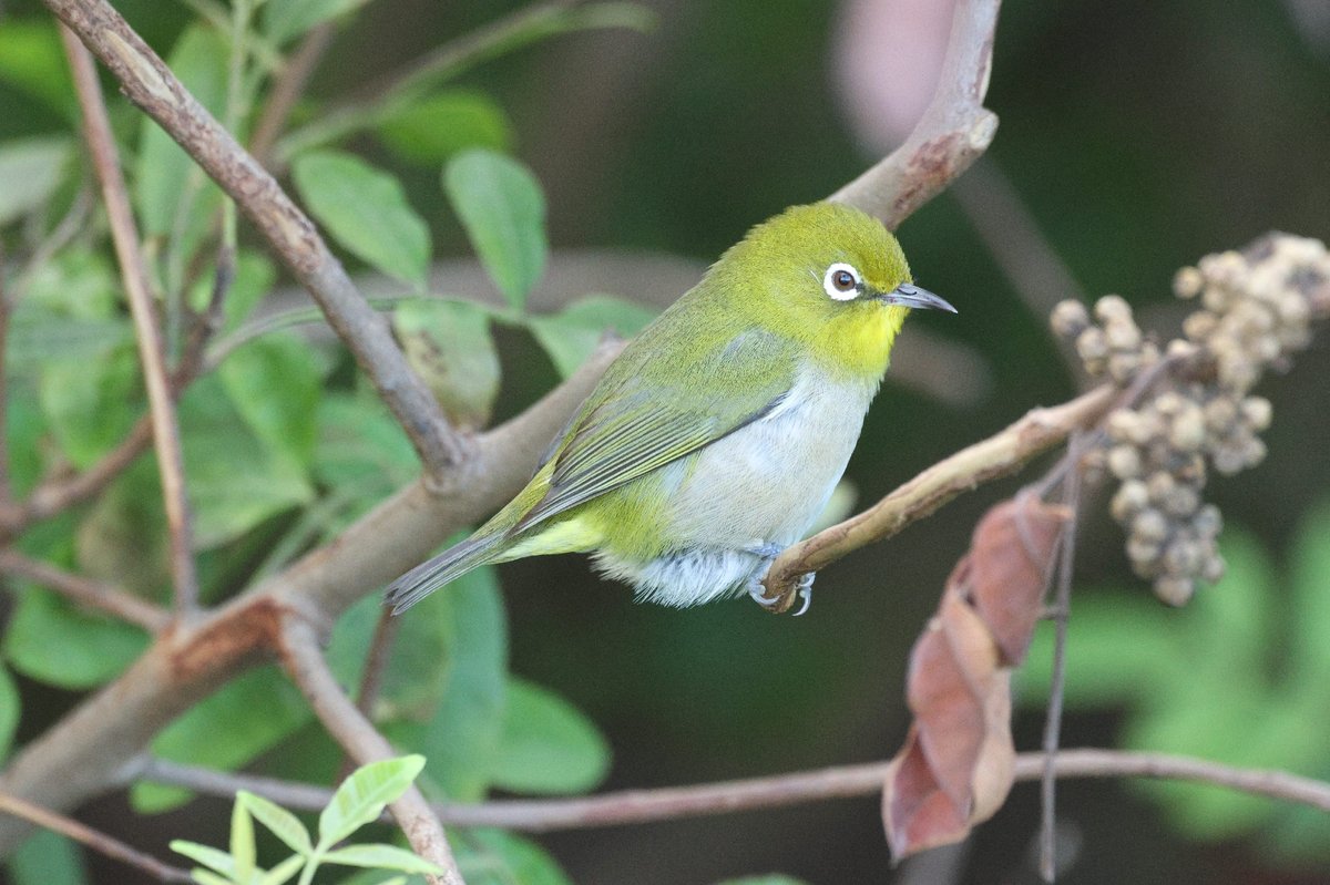 Warbling White-eye (Zosterops japonicus)
