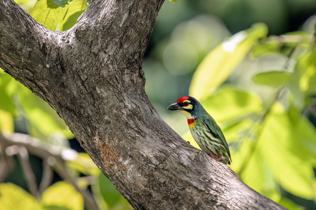 Coppersmith Barbet (Psilopogon haemacephalus)