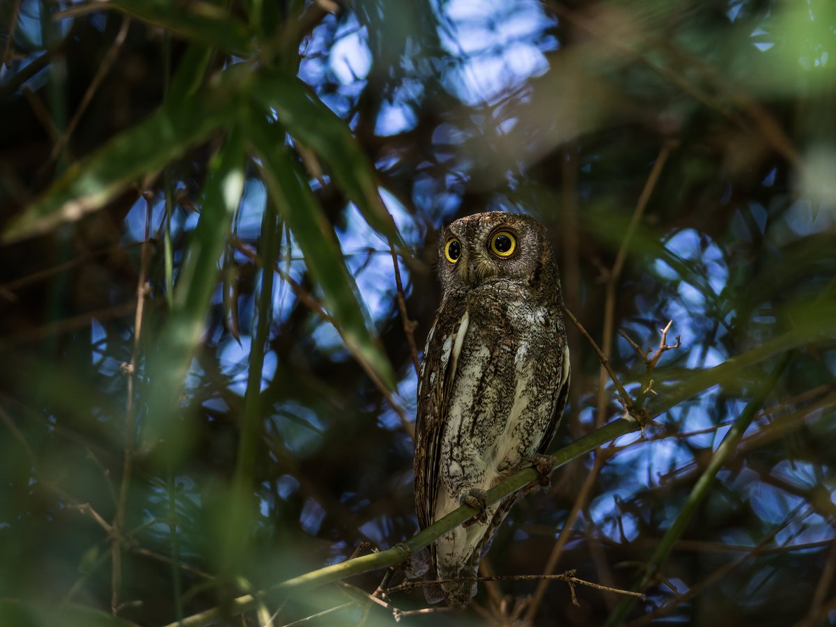 红角鸮 (Otus sunia)