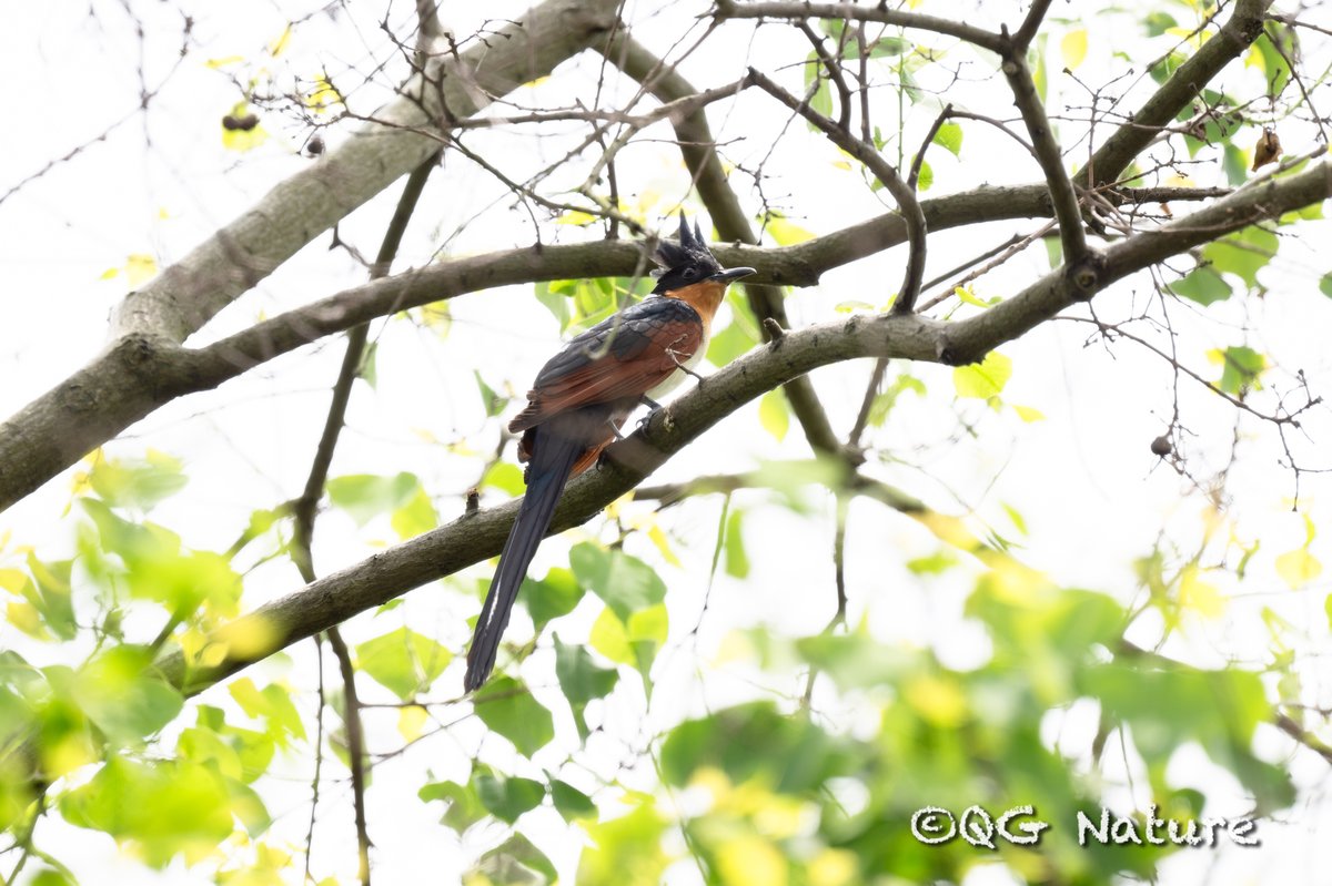 Chestnut-winged Cuckoo (Clamator coromandus)