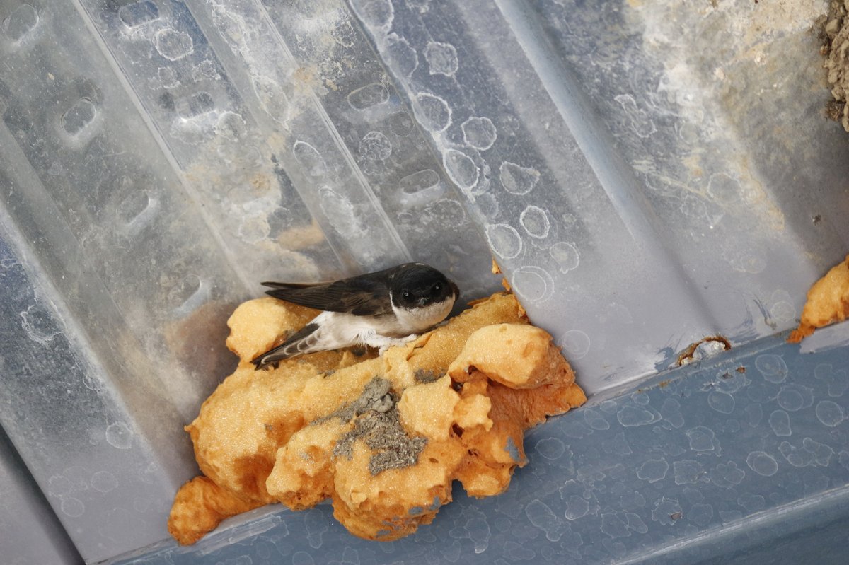 Asian House Martin (Delichon dasypus)