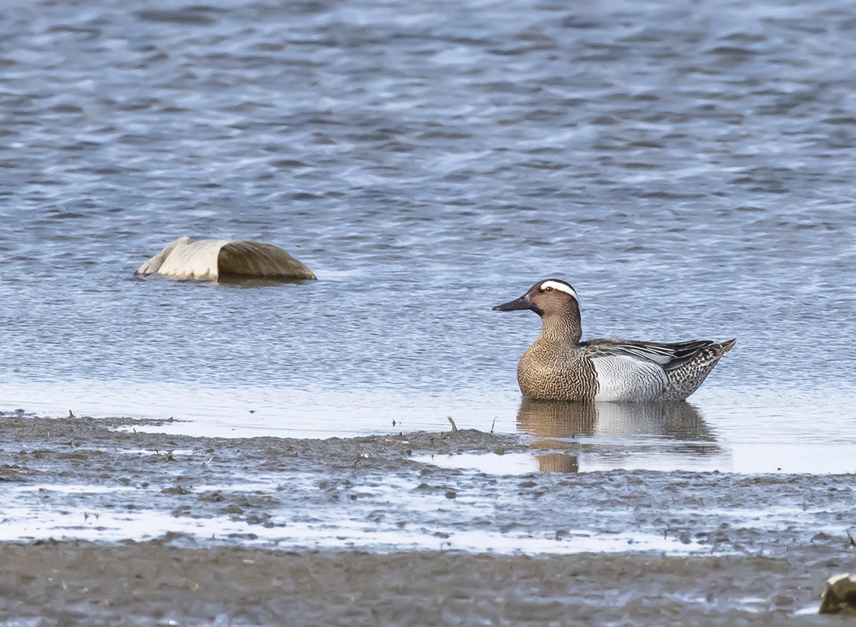 Garganey (Spatula querquedula)