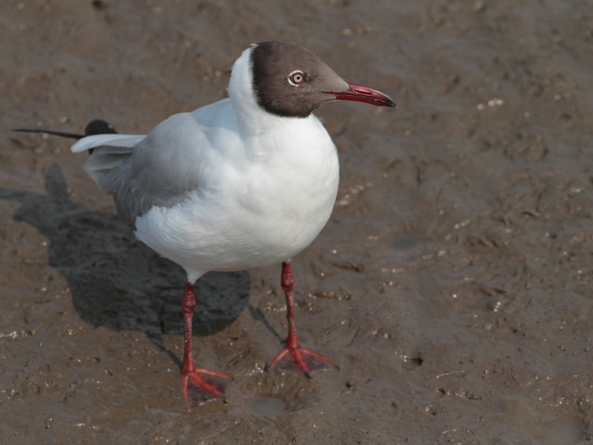 Brown-headed Gull (Chroicocephalus brunnicephalus)