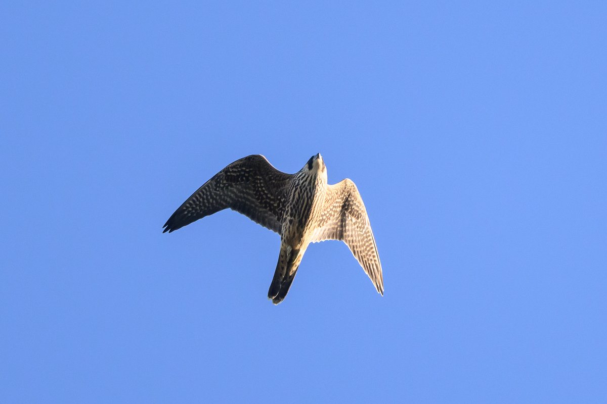 Peregrine Falcon (Falco peregrinus)