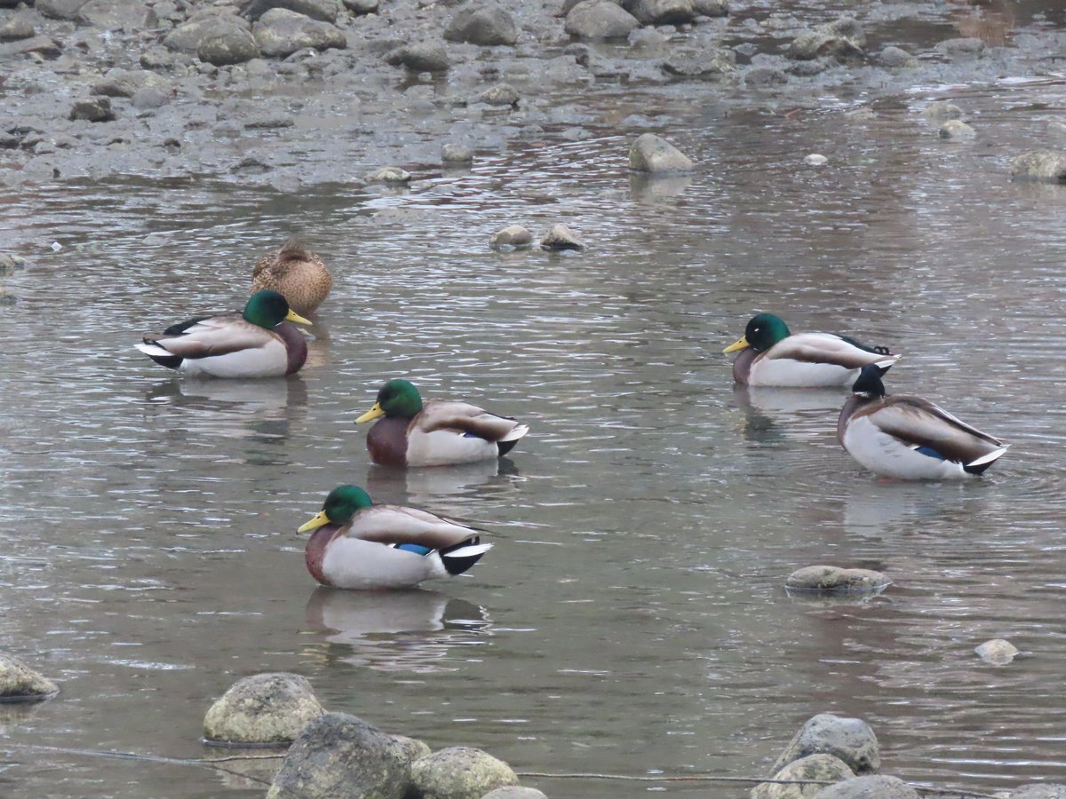 Mallard (Anas platyrhynchos)