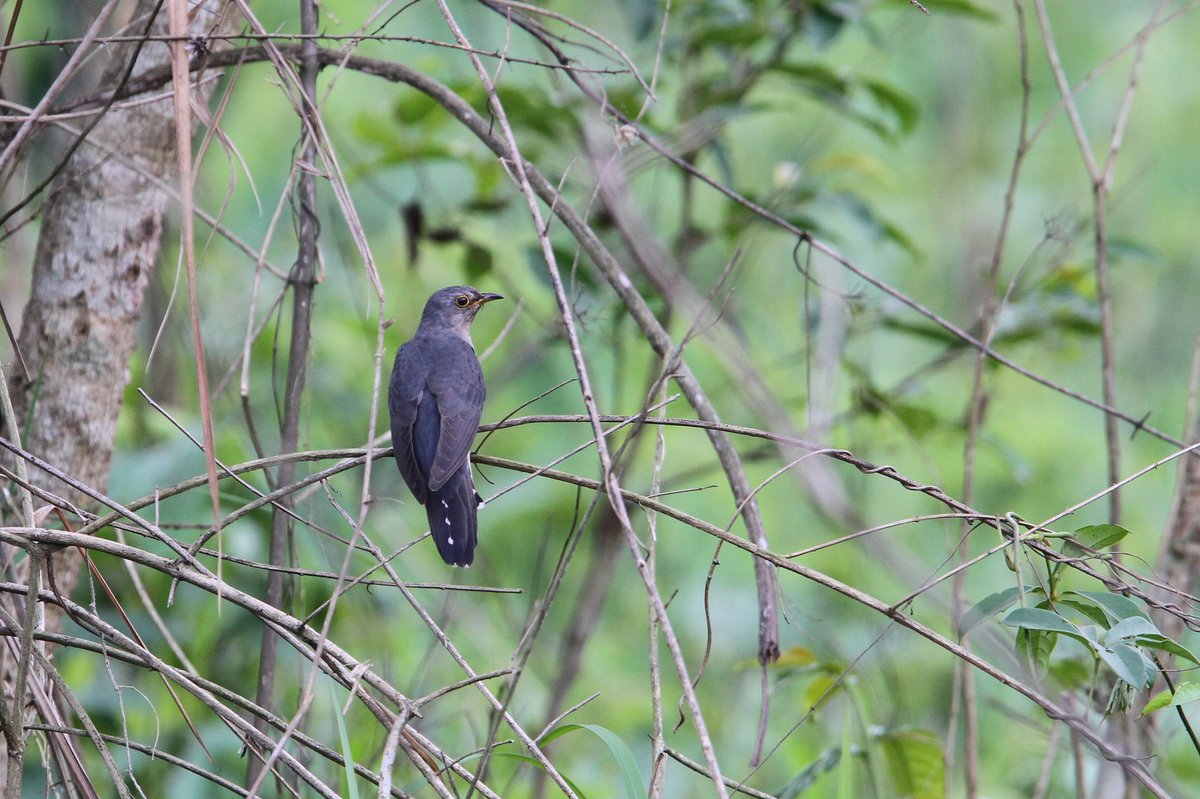 Lesser Cuckoo (Cuculus poliocephalus)