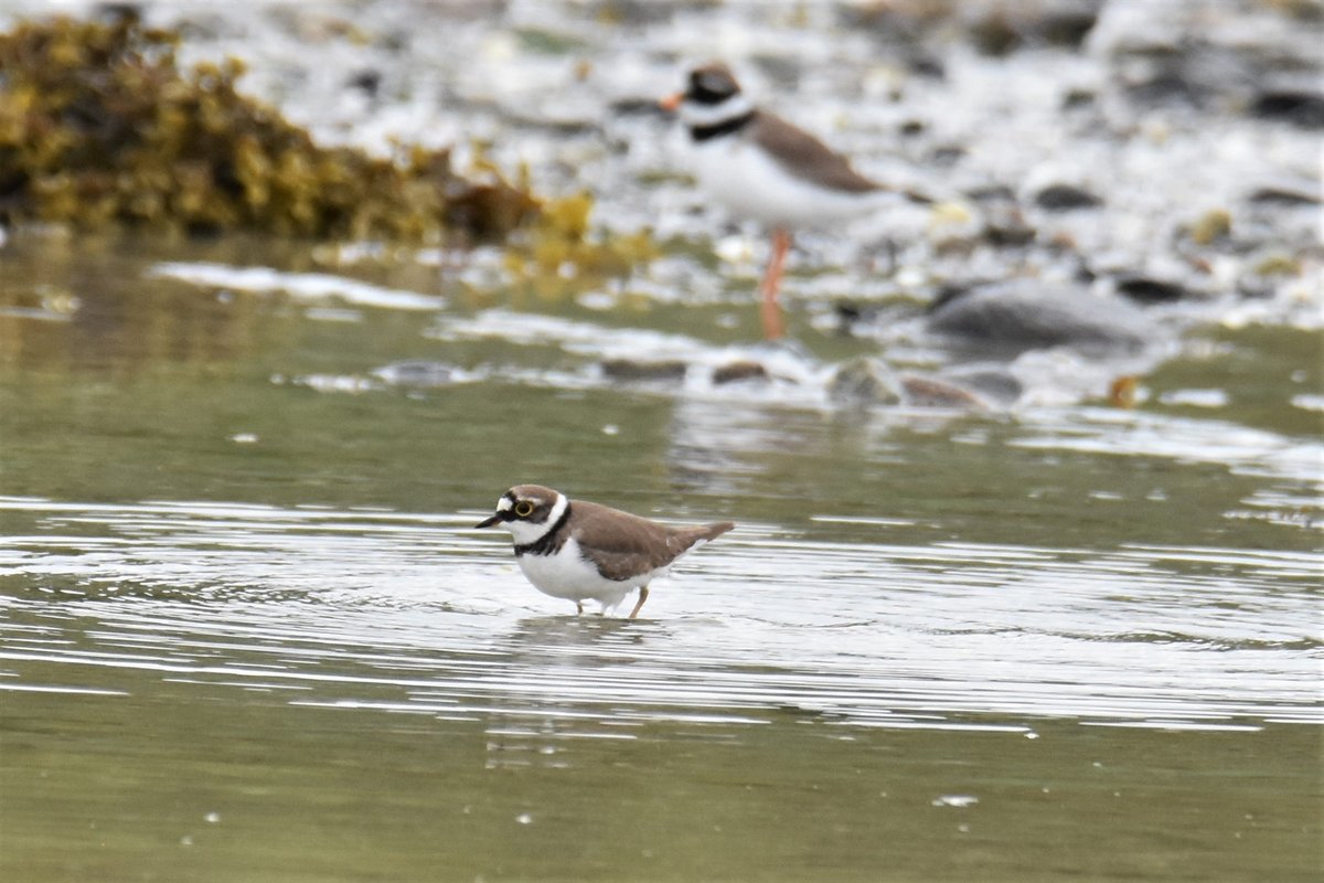 Little Ringed Plover (Thinornis dubius)