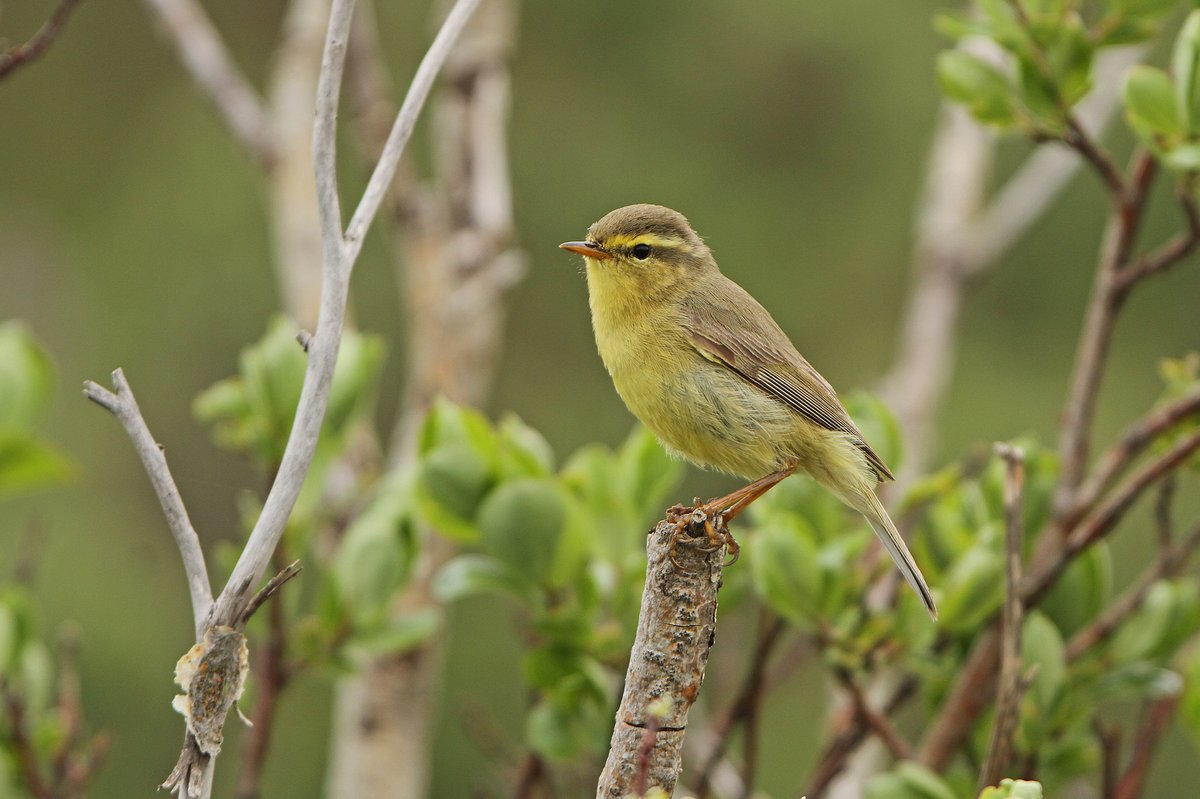 Tickell's Leaf Warbler (Phylloscopus affinis)