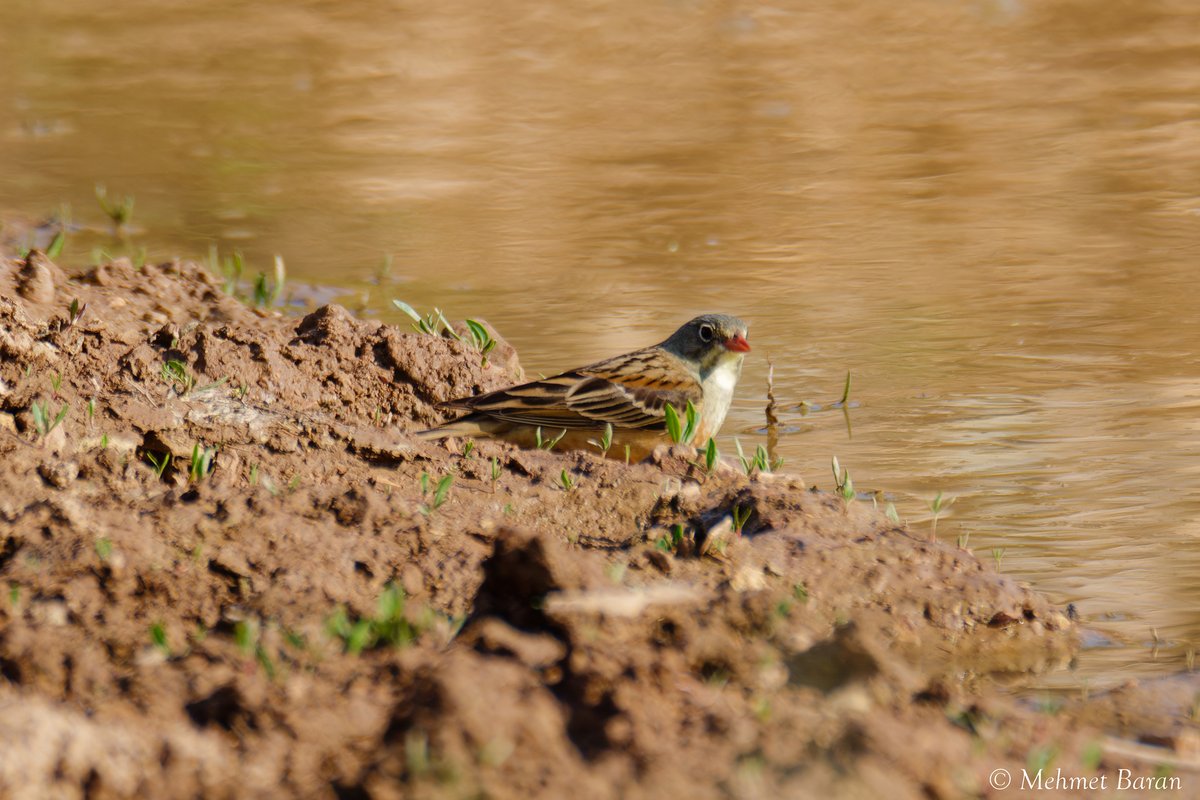 Ortolan Bunting (Emberiza hortulana)