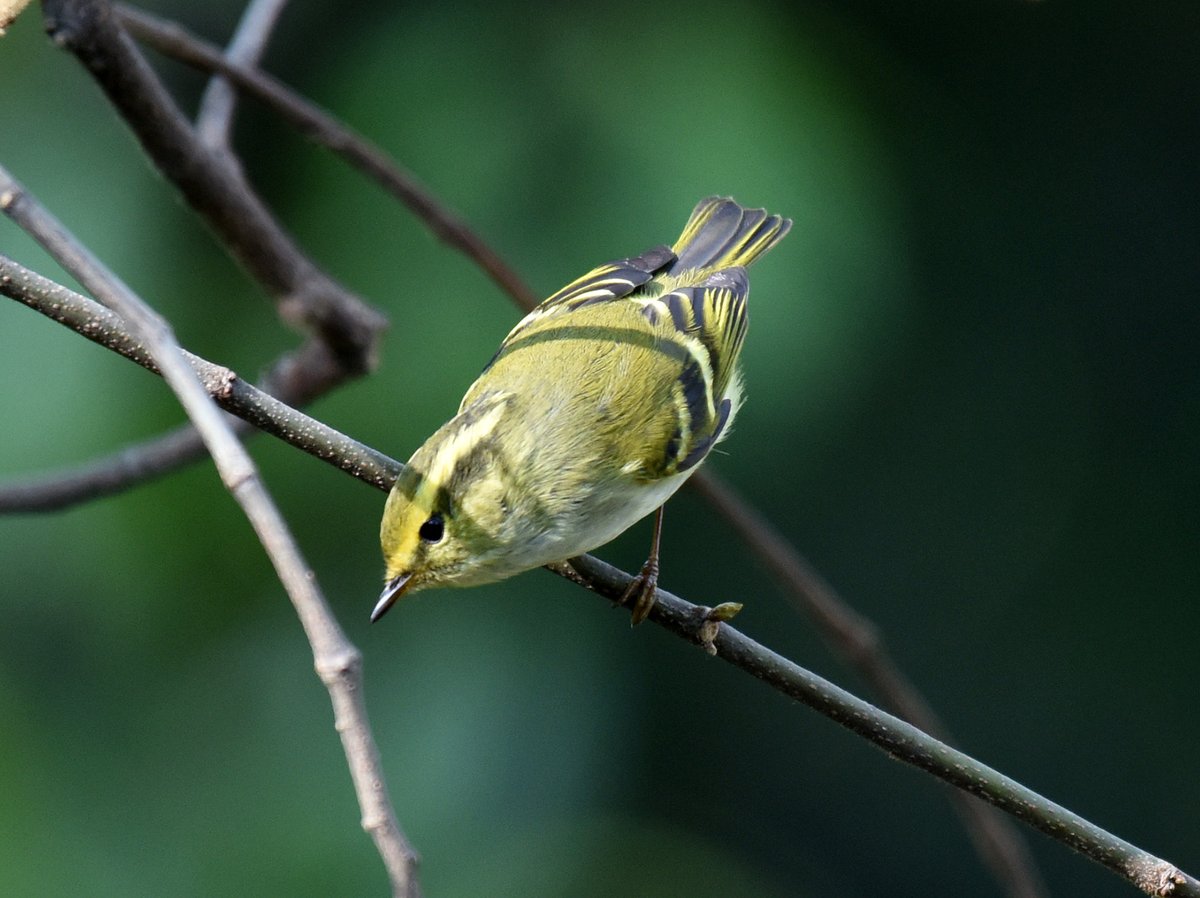 Pallas's Leaf Warbler (Phylloscopus proregulus)