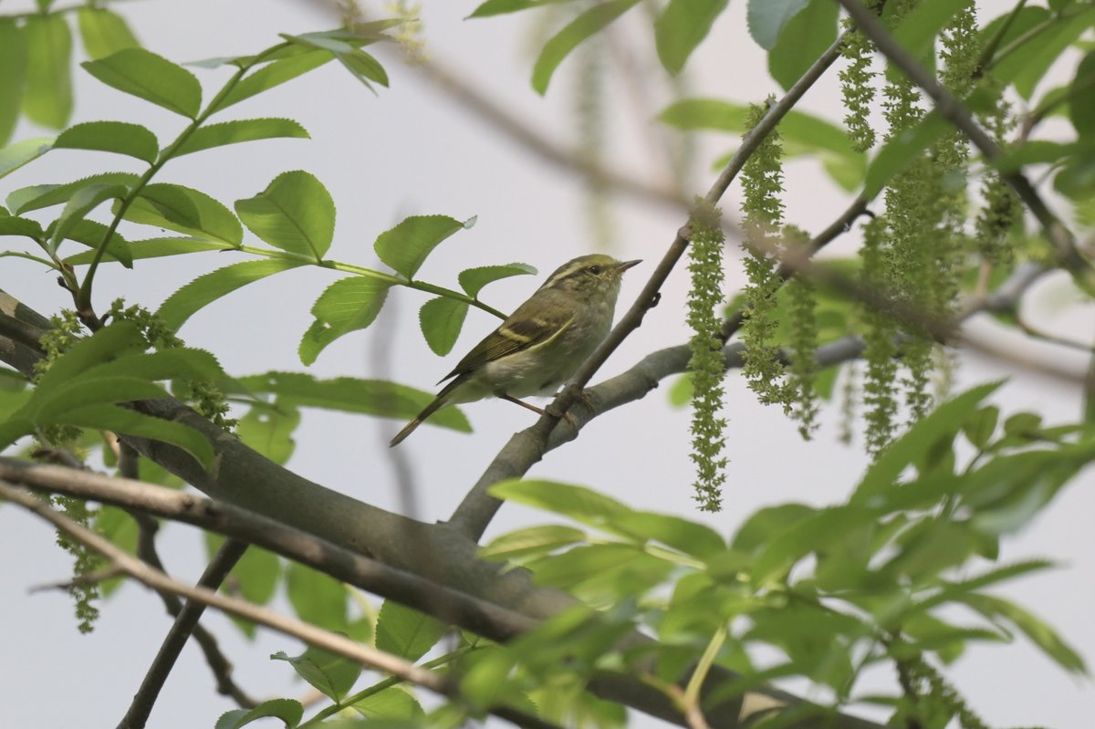 Pallas's Leaf Warbler (Phylloscopus proregulus)